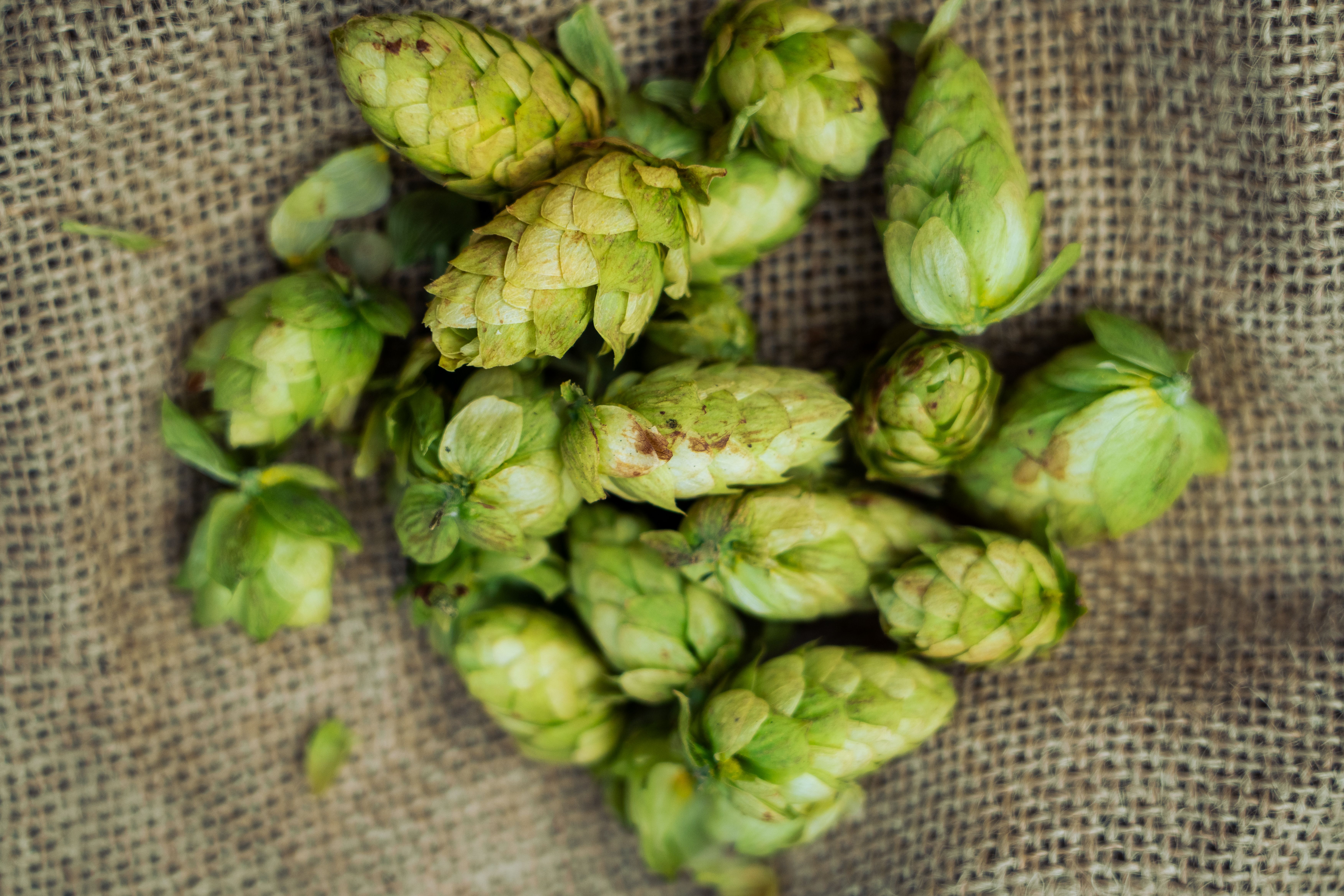 Wet Hops Market: Industry Analysis and Forecast