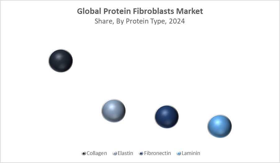 Protein Fibroblasts Market