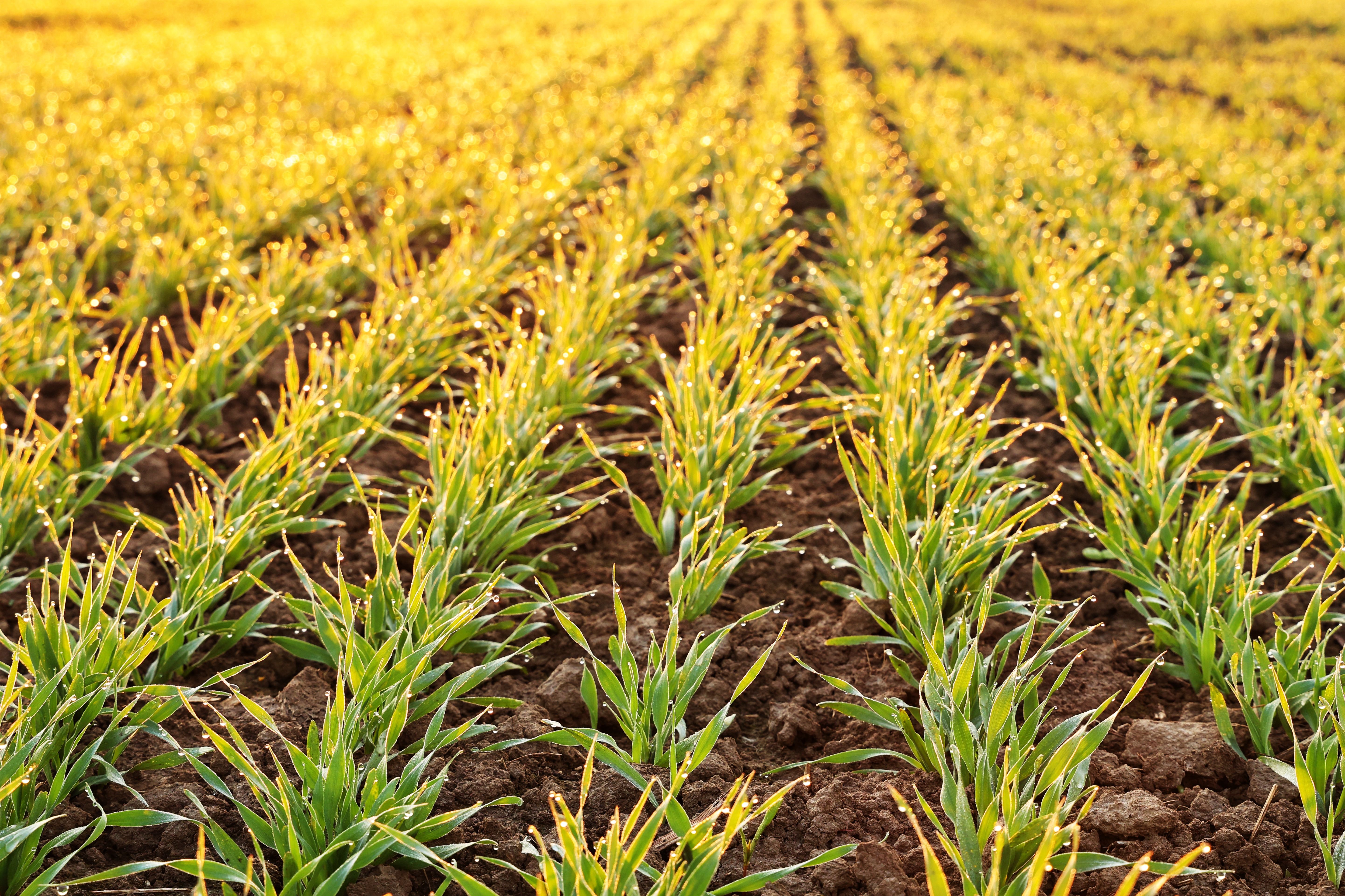 Global Agricultural Microbials Market: Innovations in Crop Protection