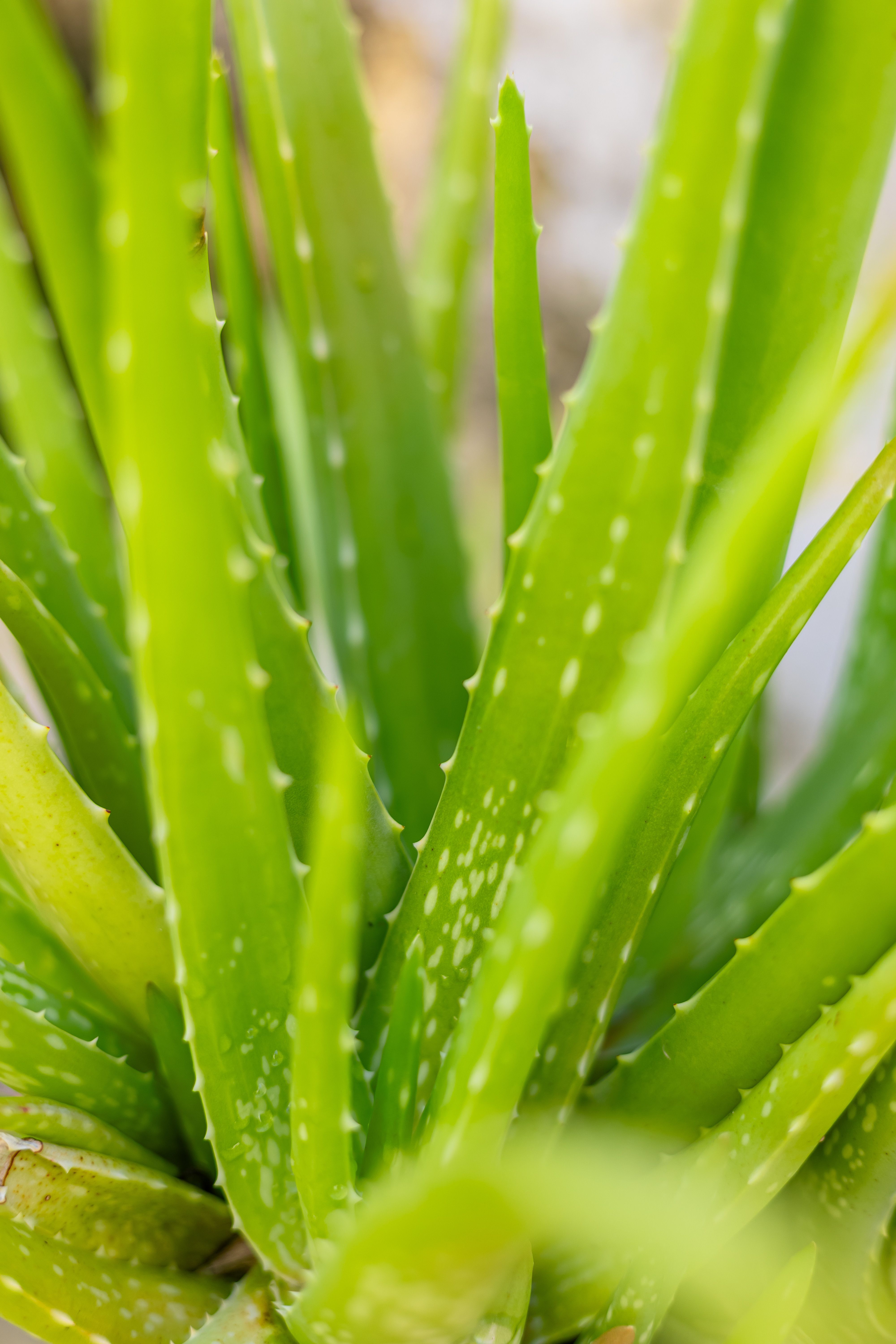 Aloe Vera Extract Market Size, Analysis, Insights