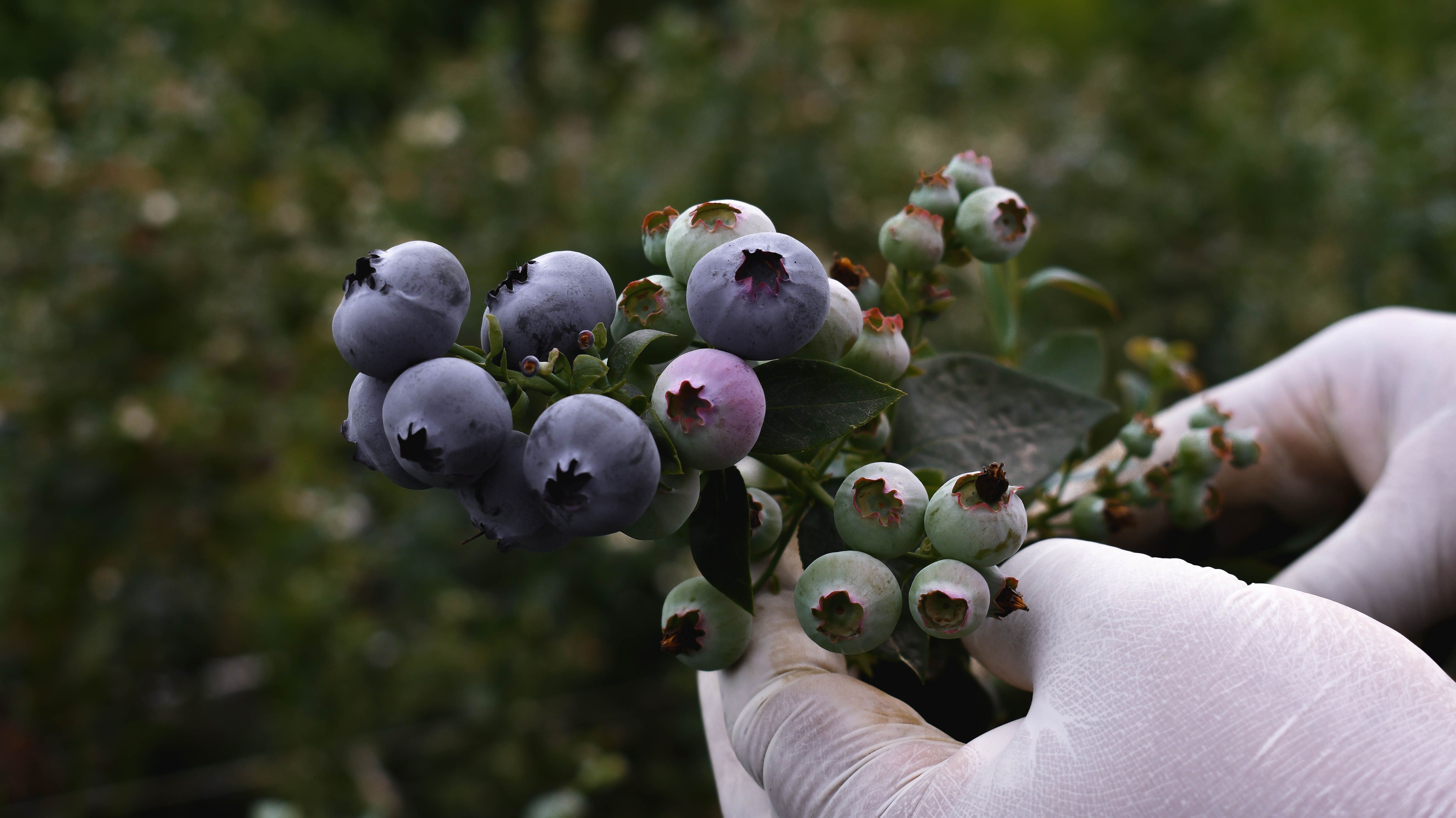Anthocyanin Market Forecast Report 2035
