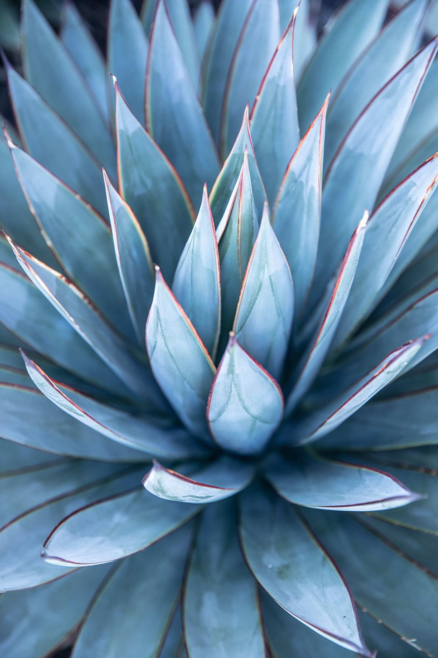 Blue Agave Market Outlook, Demand, Future Scope