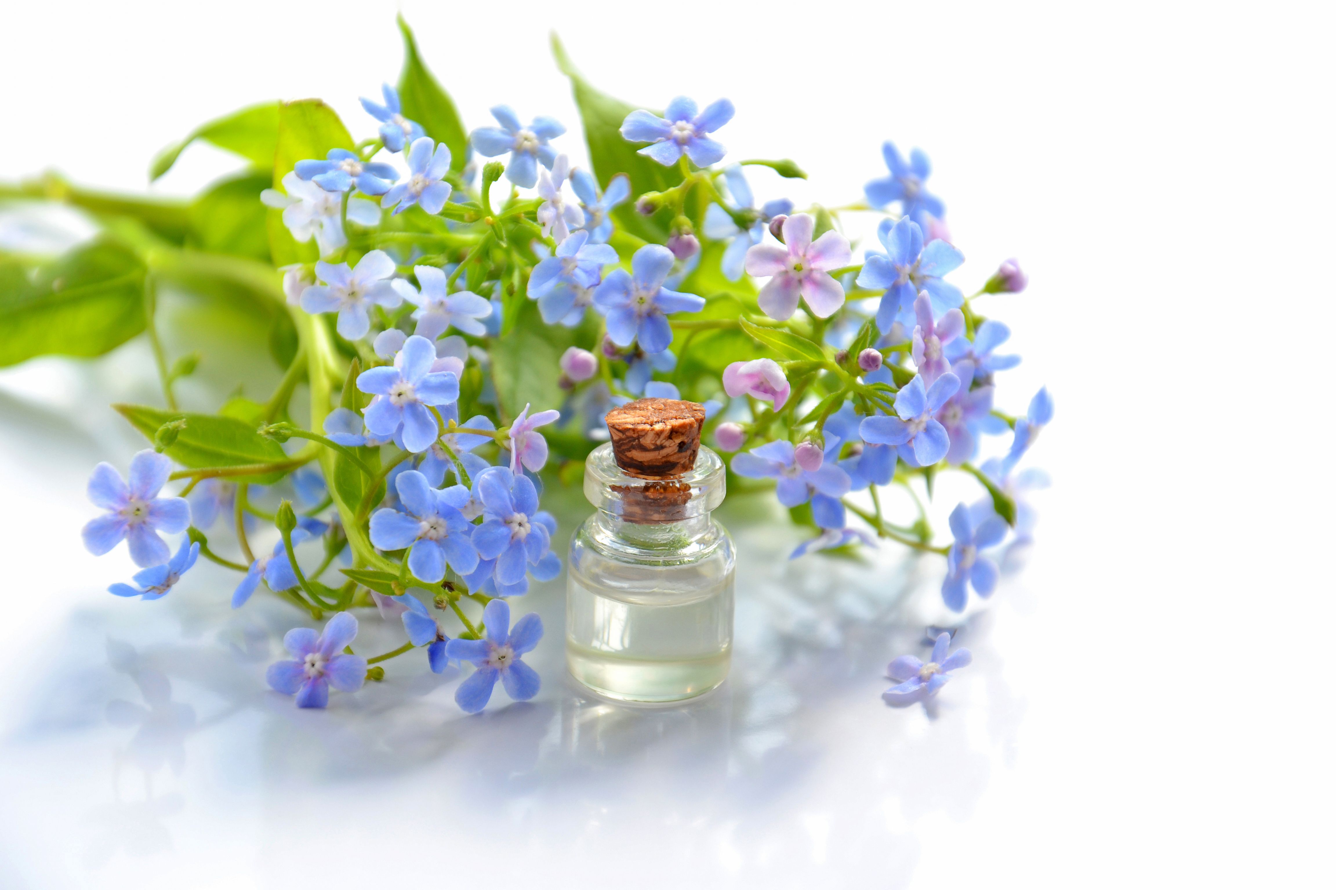 Borage Oil Market : Industry Analysis and Forecast