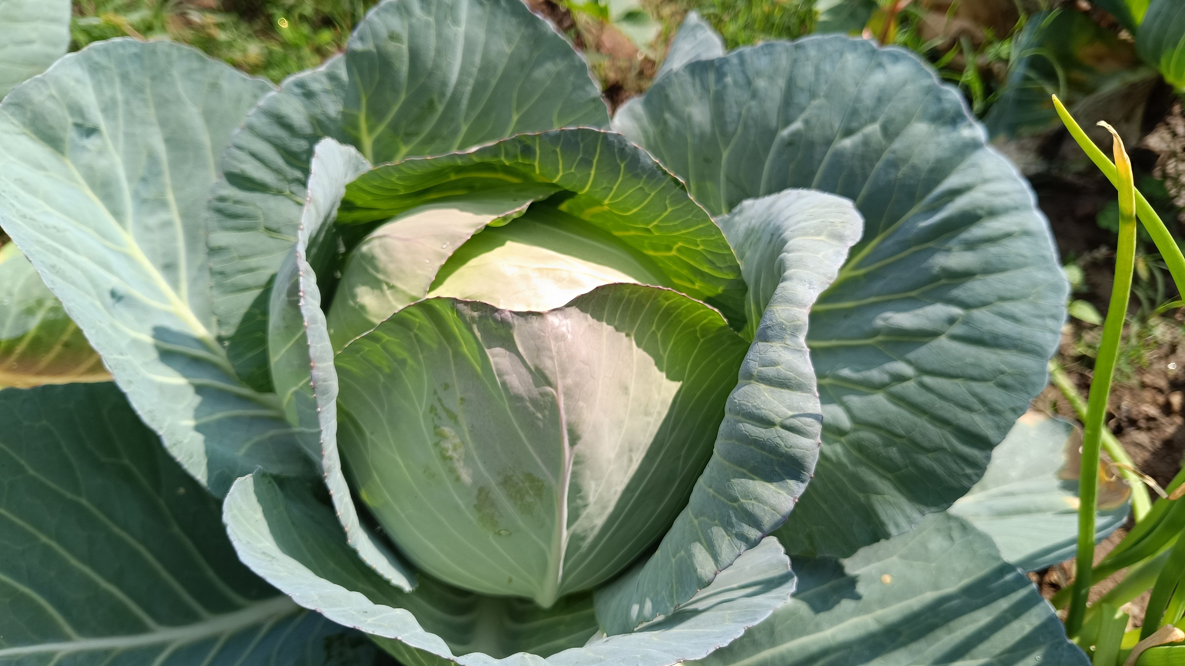 Brassica Vegetable Seeds Market: Growing the Future of Vegetable Farming