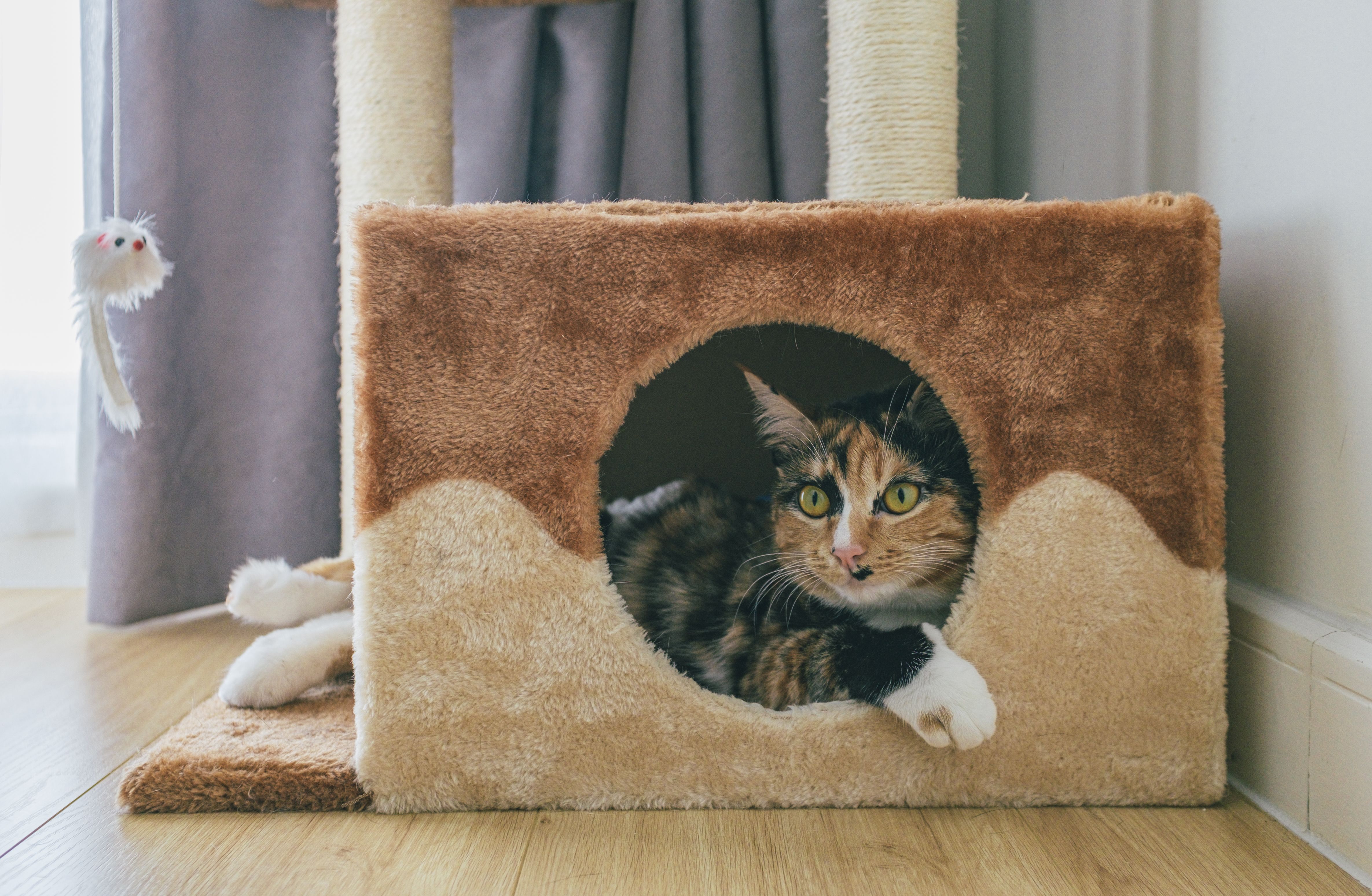 Global Cat Condos & Indoor Houses Market: Growth, Trends and Future Outlook