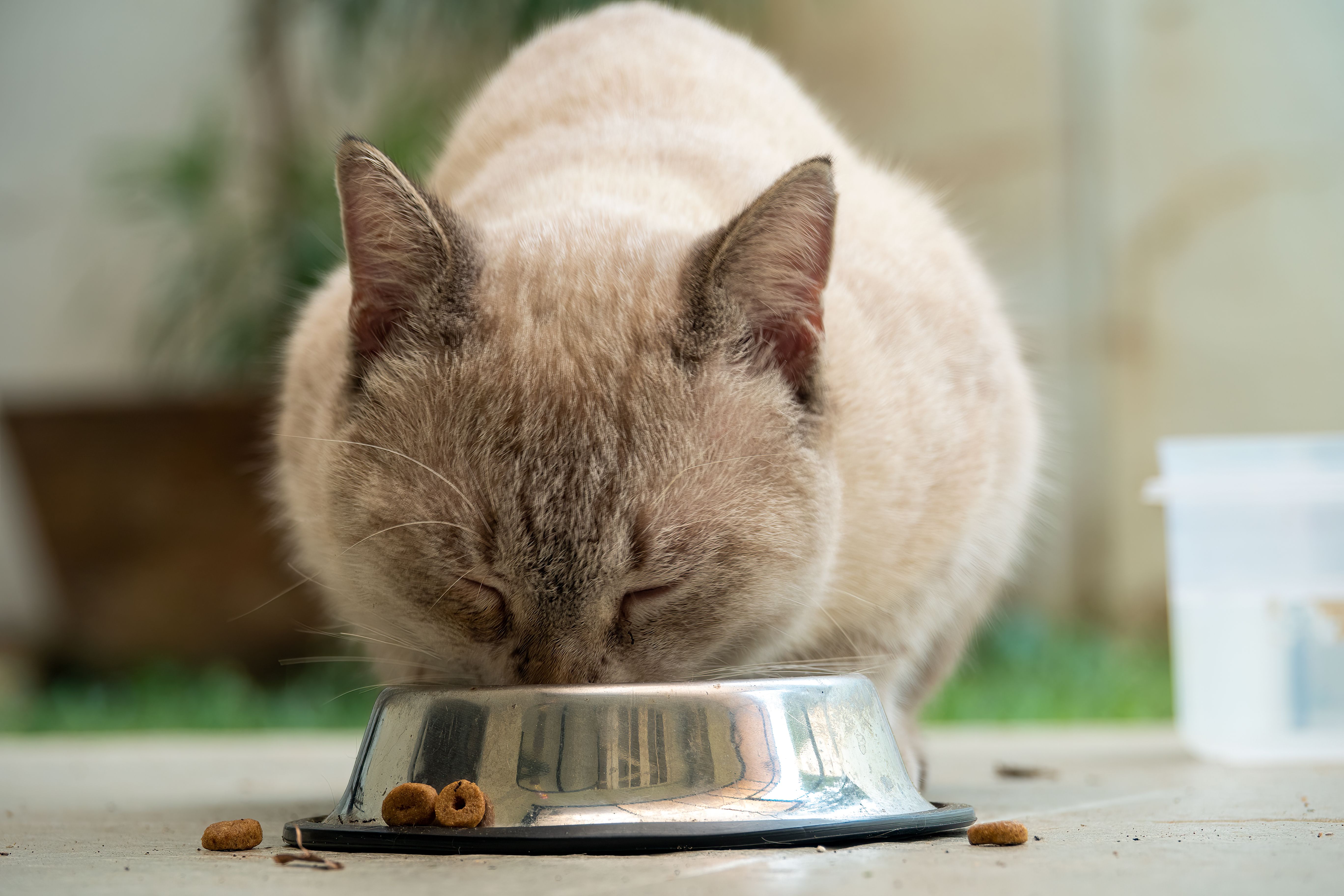 Cat Therapeutic Diet Market: Industry Analysis and Forecast