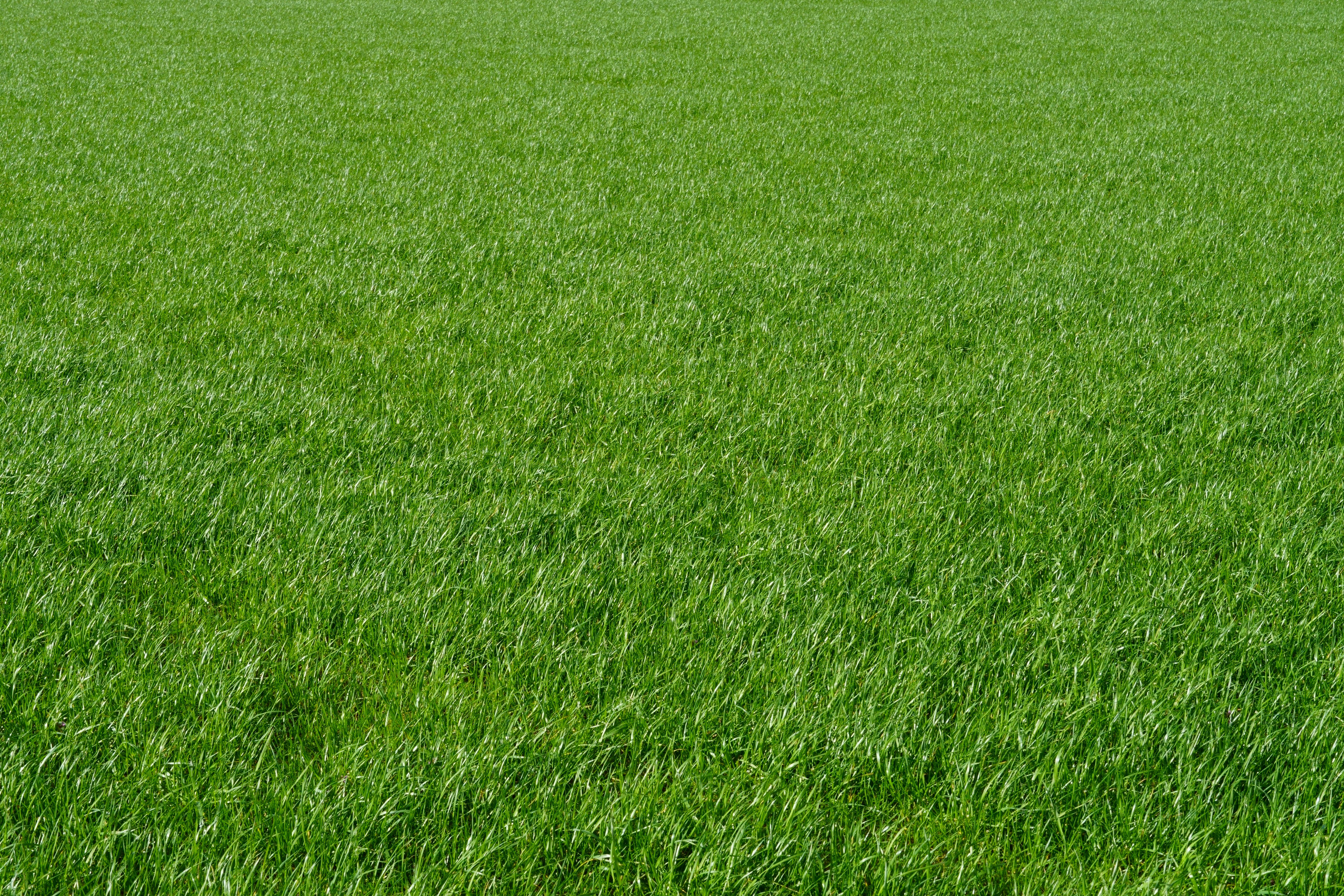 Global Drought Tolerant Seeds Market: Innovation in Modern Farming