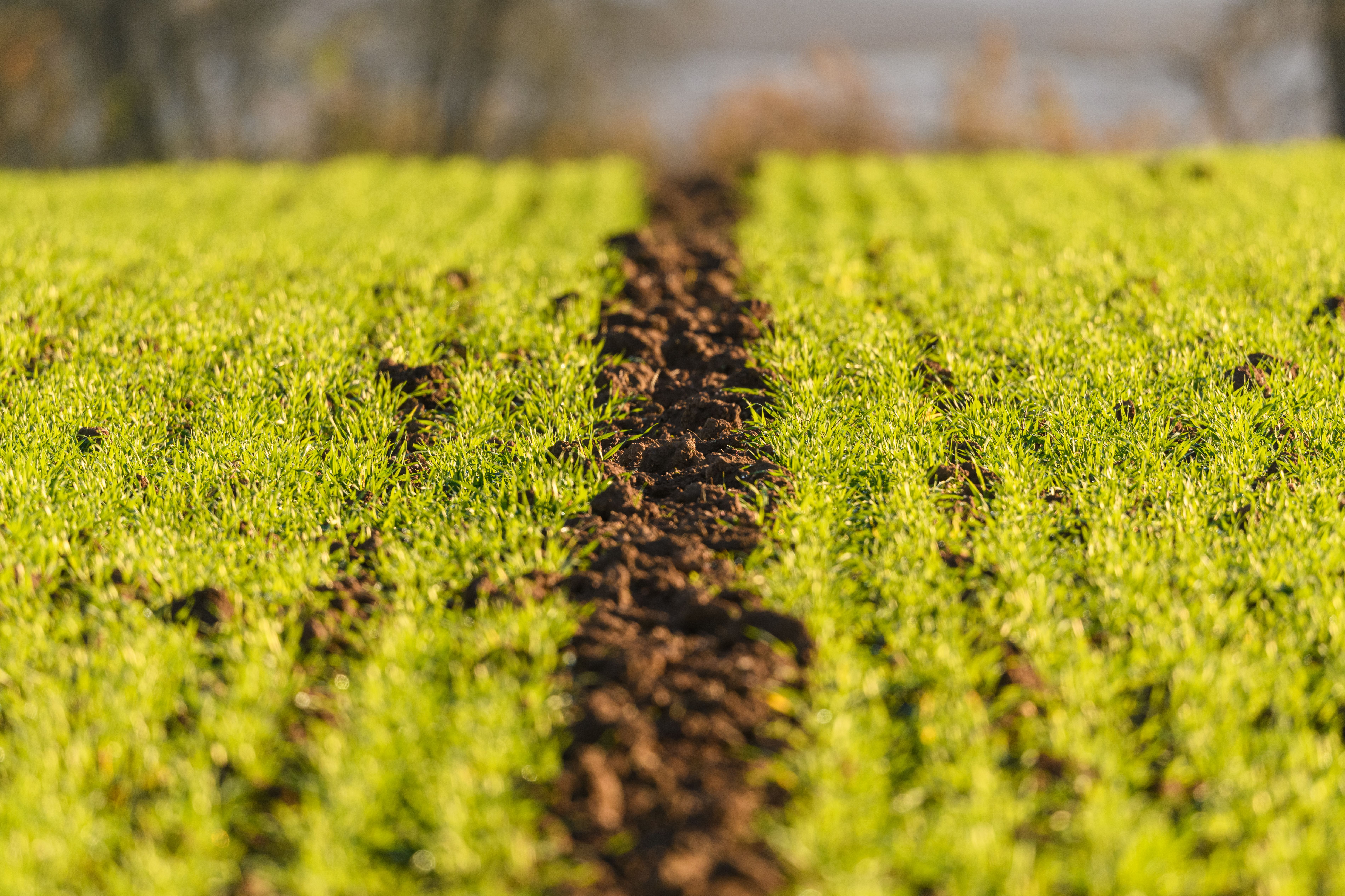 Global Agricultural Microbials Market Size and Forecast to 2033