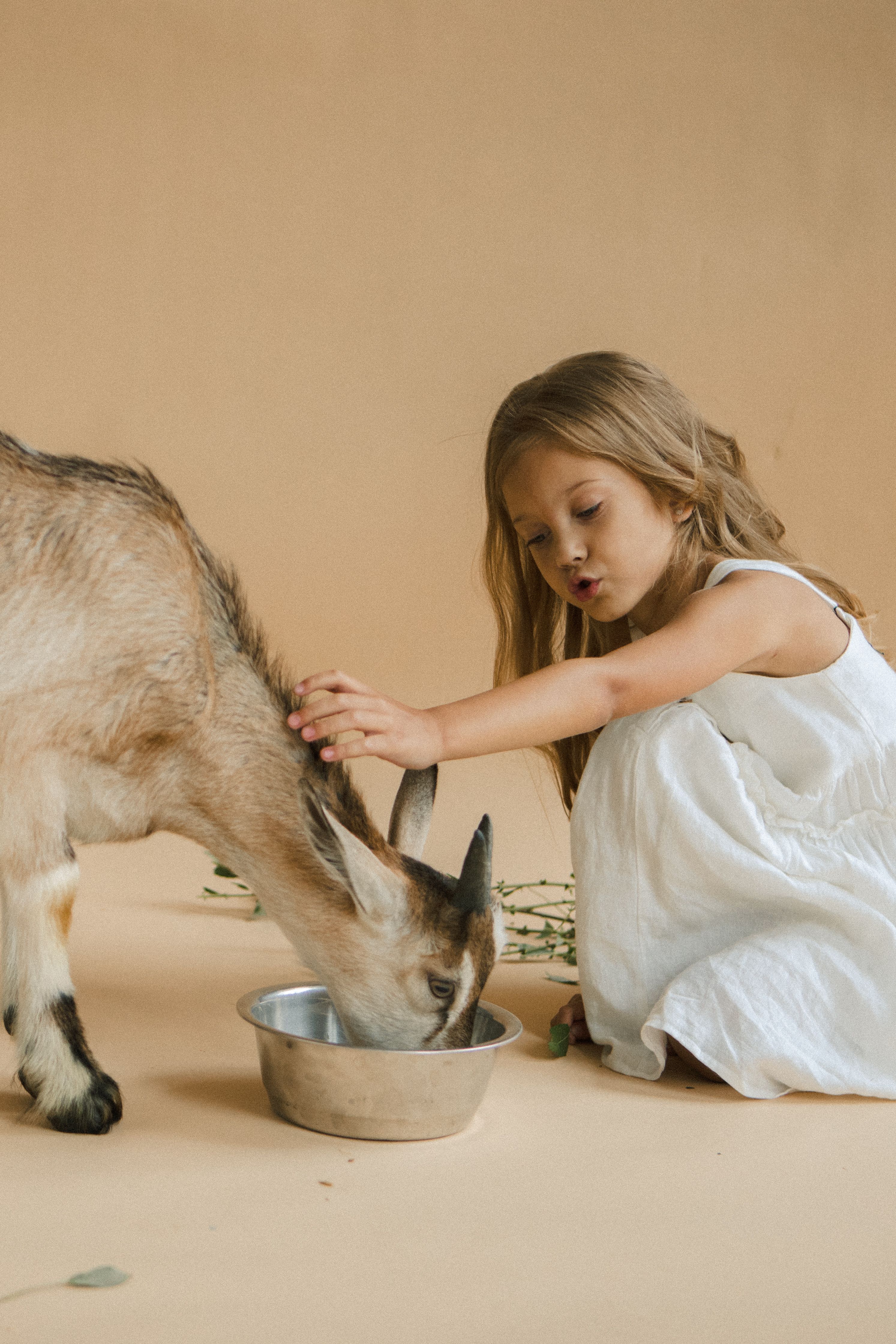 Animal Feed Protein Market Trend, Size, Statistics to 2033
