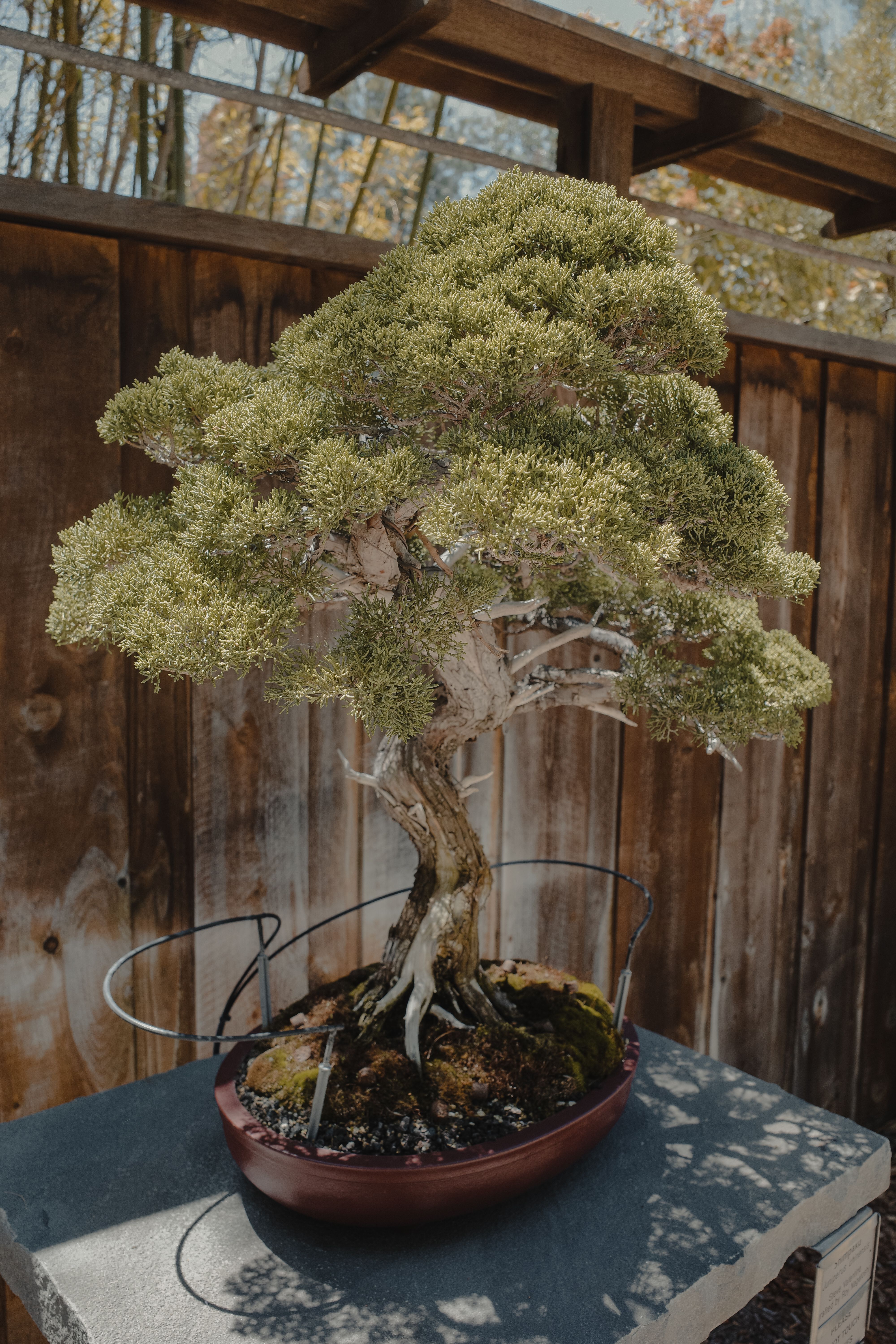 Bonsai Market Size, Share, Trend, Forecast To 2033