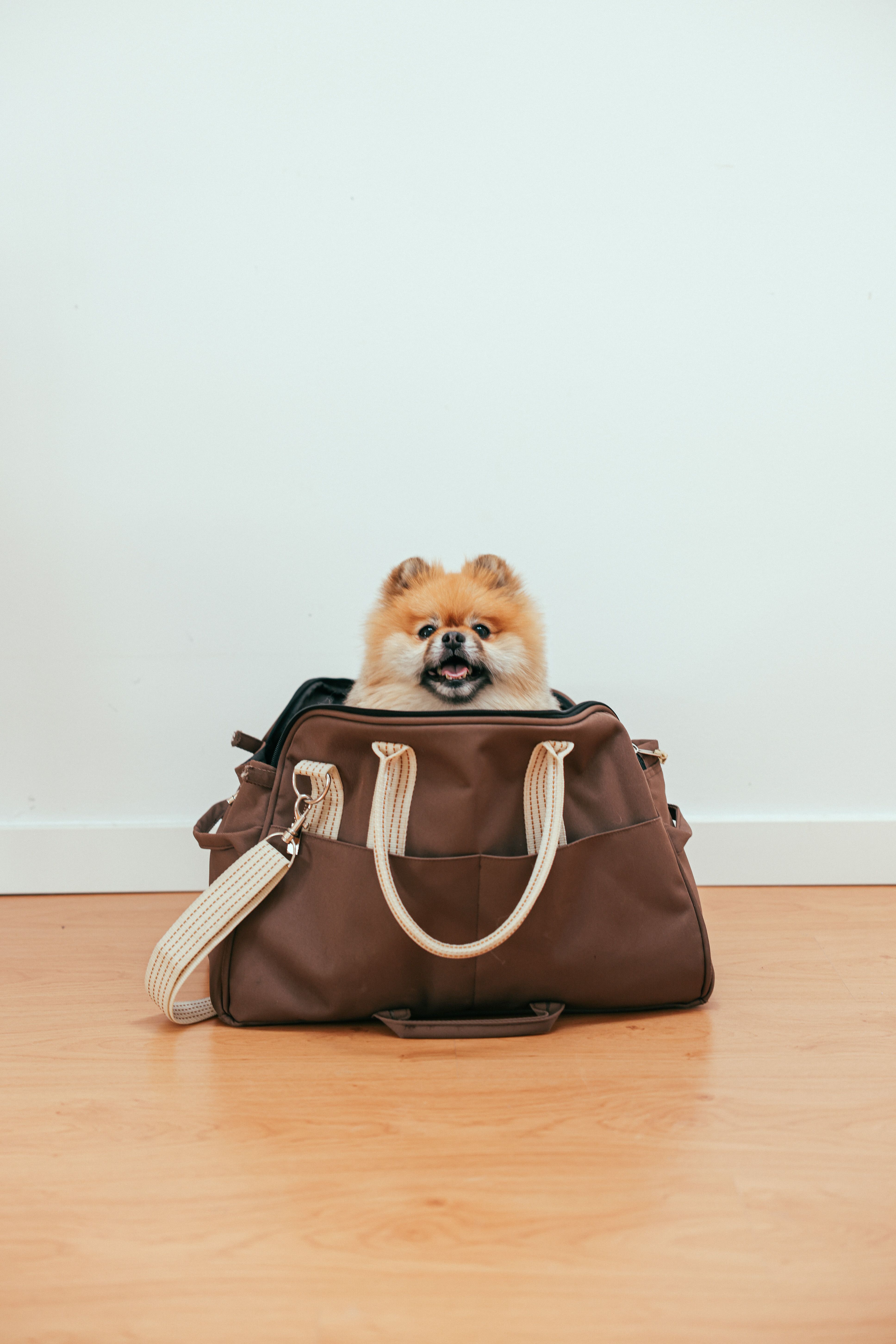 Dog Carrier Bags Market Size, Forecast Report to 2035