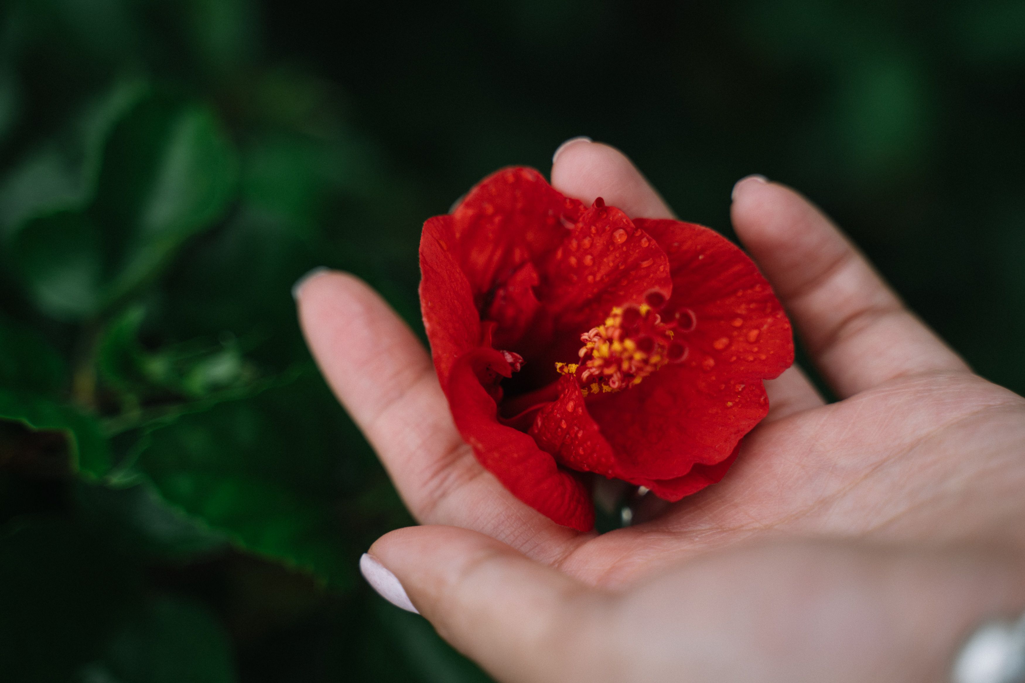 Hibiscus Calyx Powder Market: Industry Analysis and Forecast