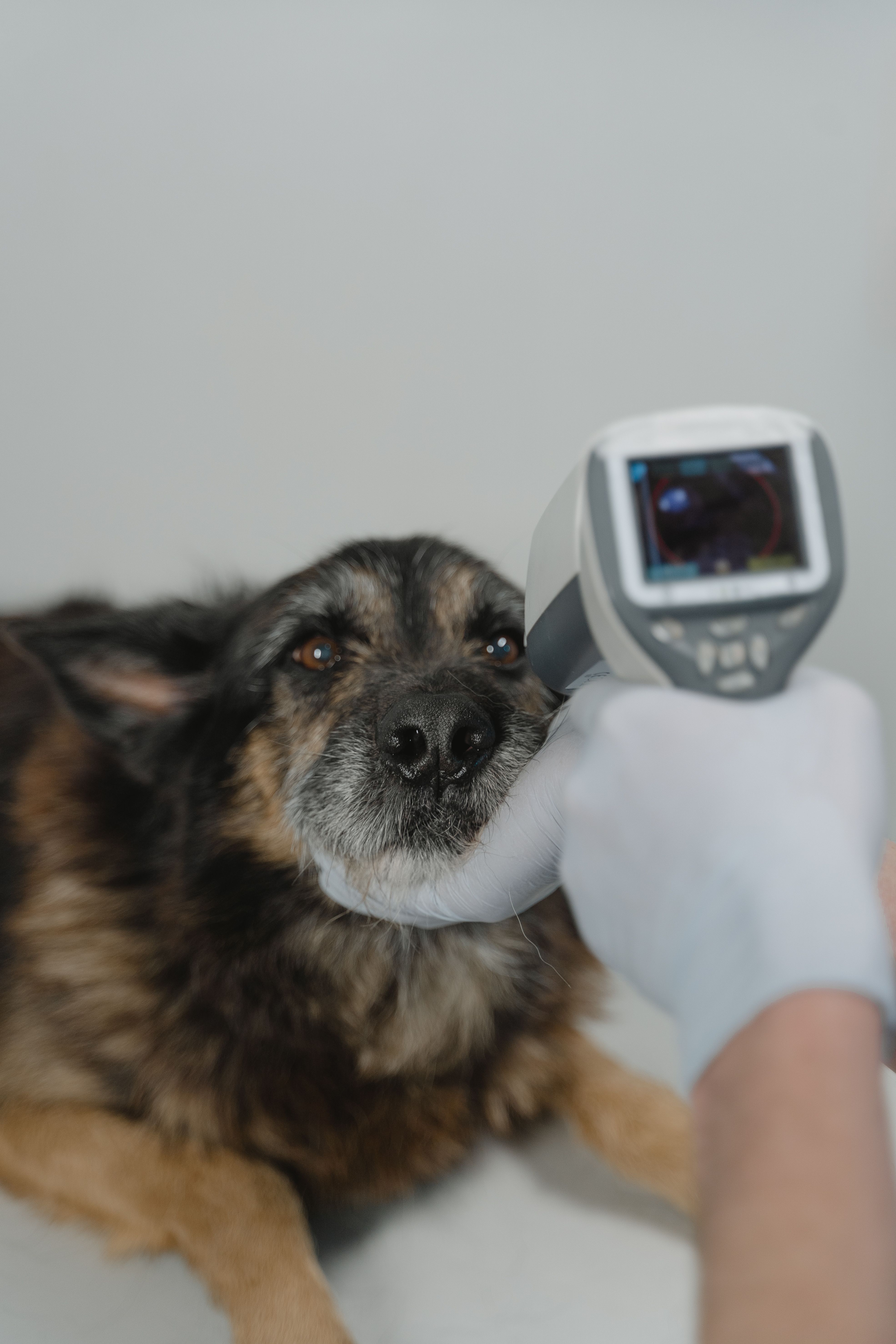 Veterinary Thermography Market Size, Share Report 2035