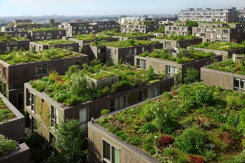 Rising Above Concrete: The Growth of Green Roofs in Canada