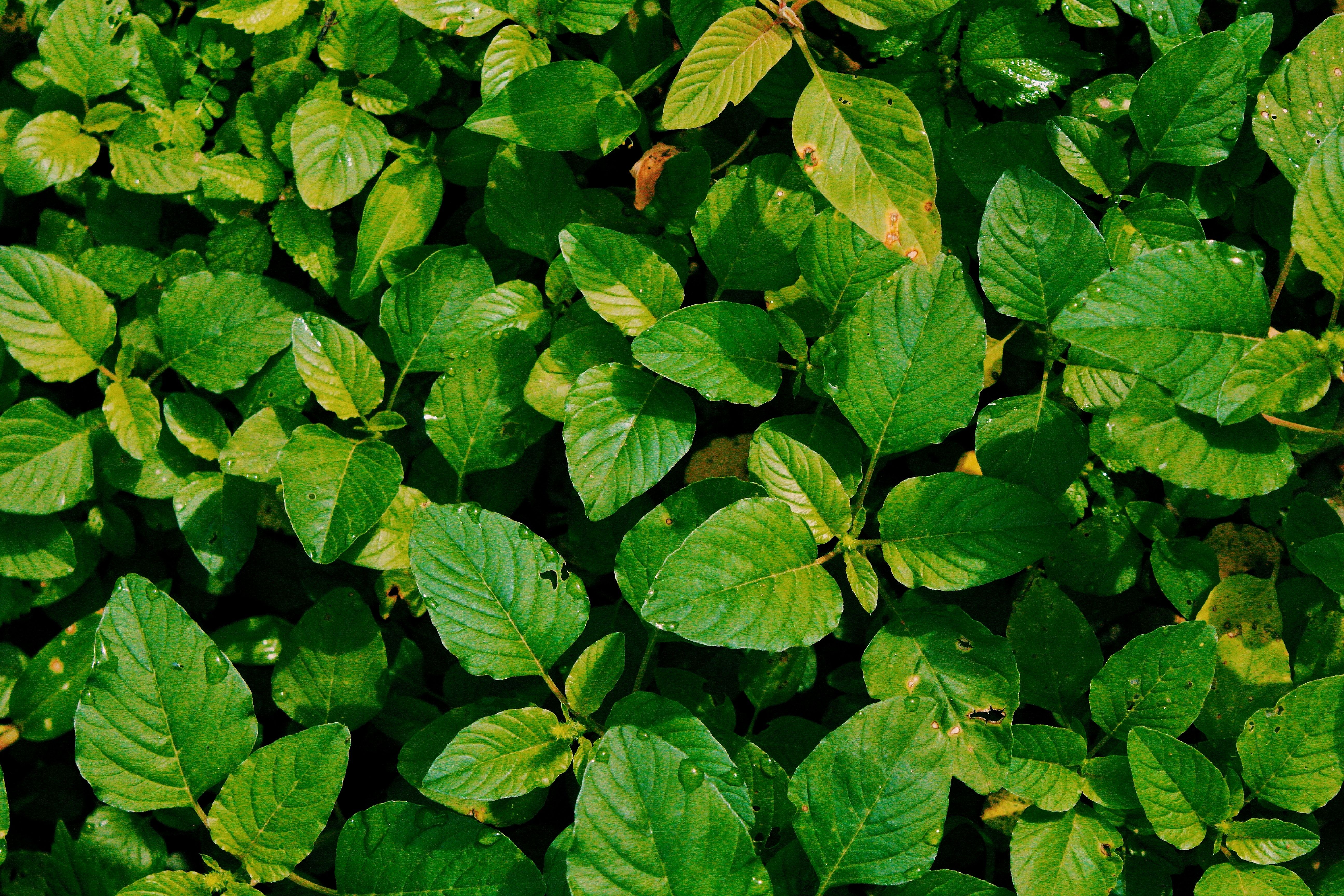 Jute Leaf Protein Market : Industry Analysis and Forecast