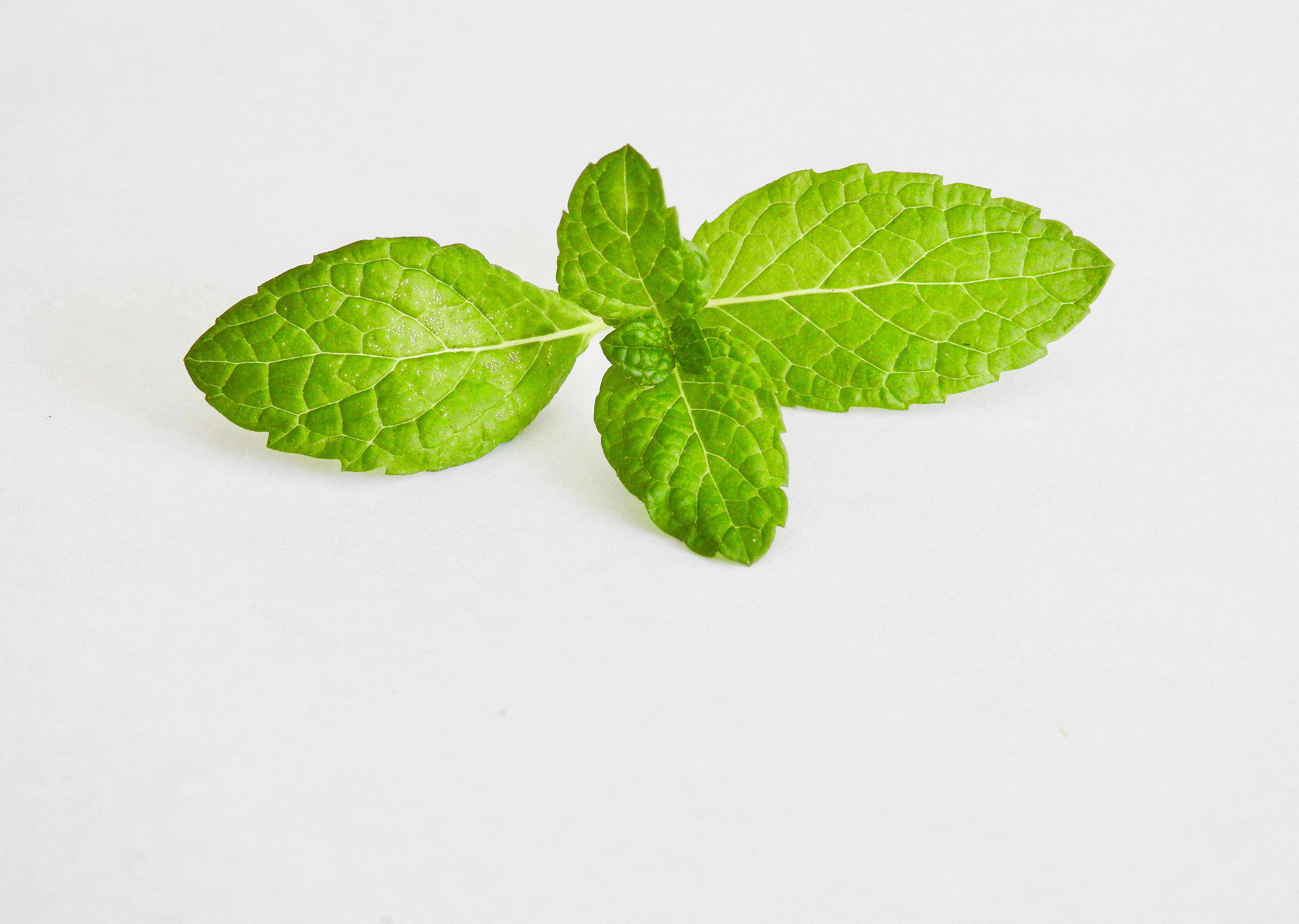 Mint Flavors Market Size, Growth, Outlook and Trends