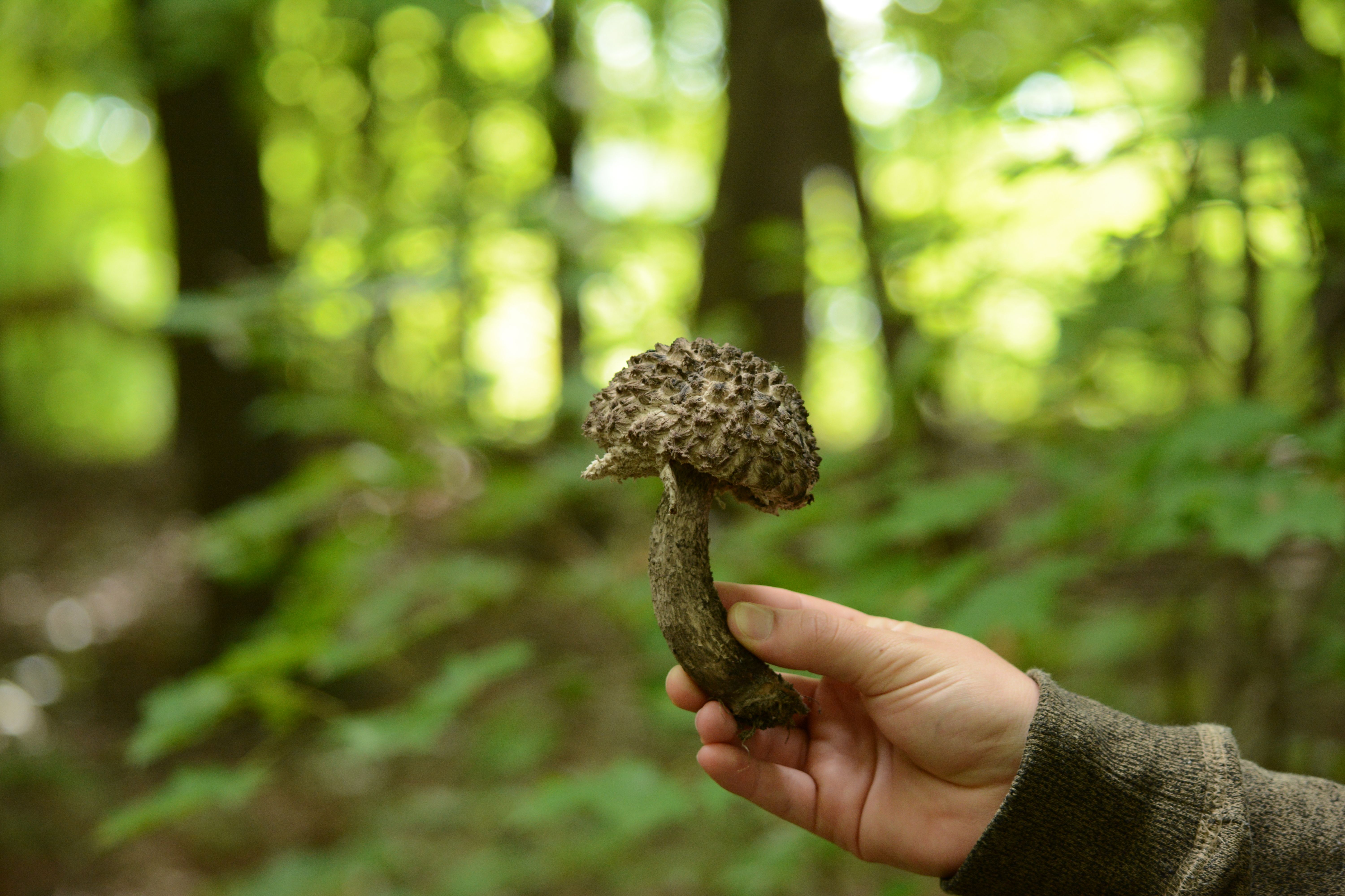 Global Morel Mushroom Market: Industry Analysis and Forecast