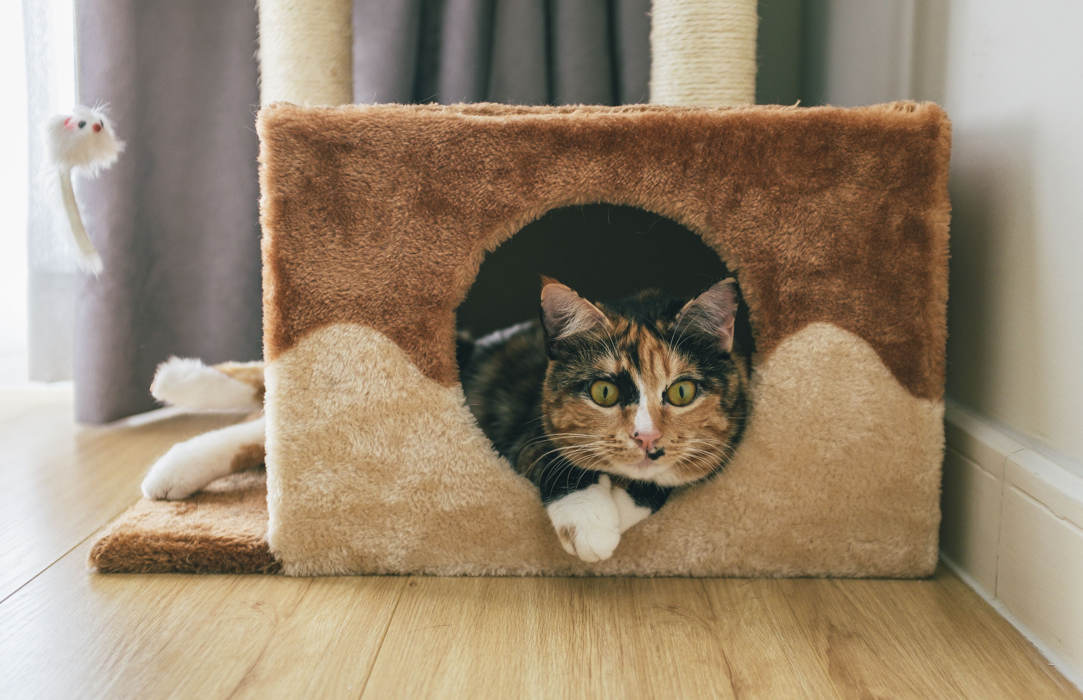 Cat Condos & Indoor Houses Market Industry Trends and Growth