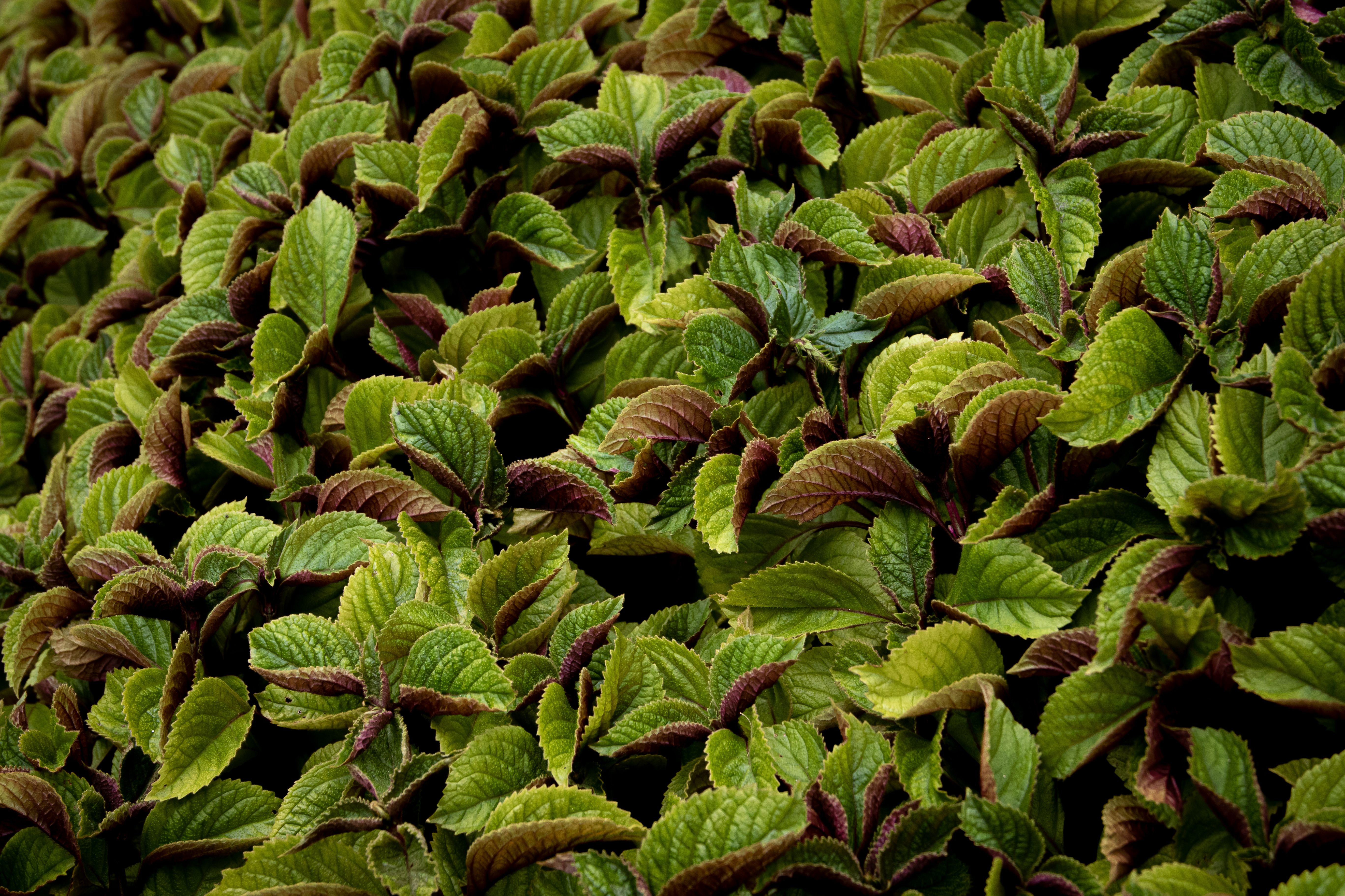 Forskolin Market Size, Share, Trends Report 2025 - 2035