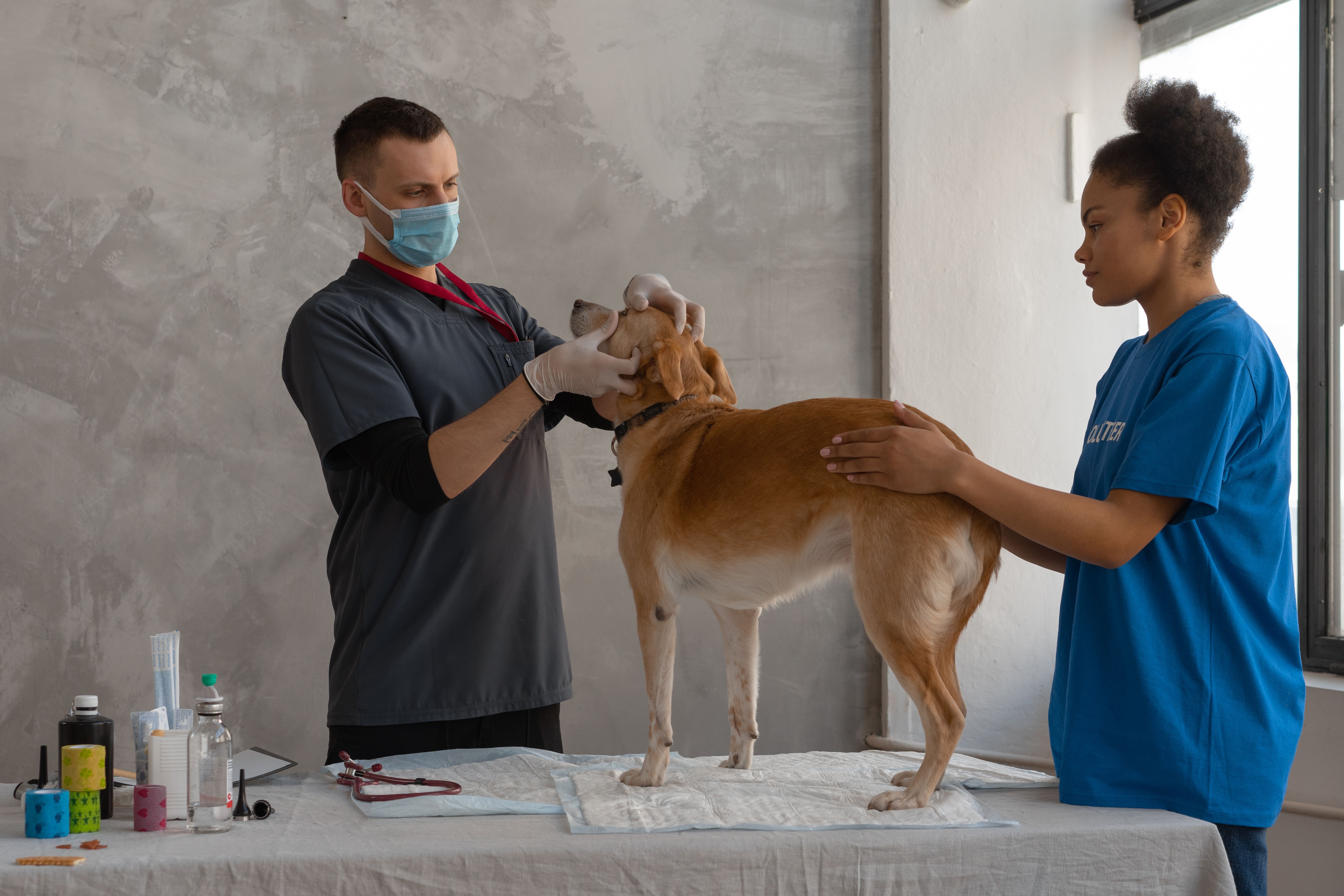 Veterinary Oncology Market Poised for Strong Growth Through 2035