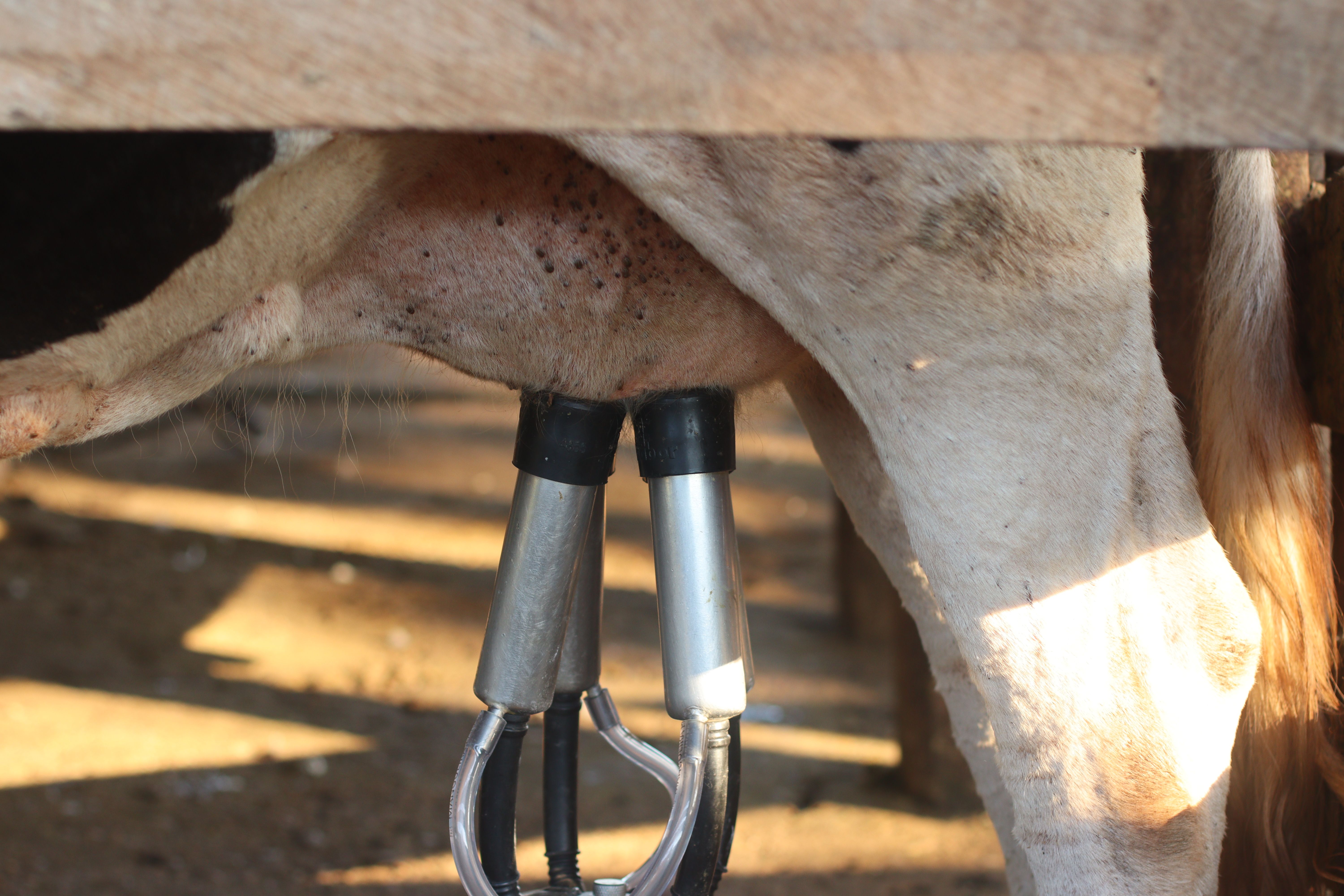 Global Teat Scrubbers Market Explained | Size, Share and Trends
