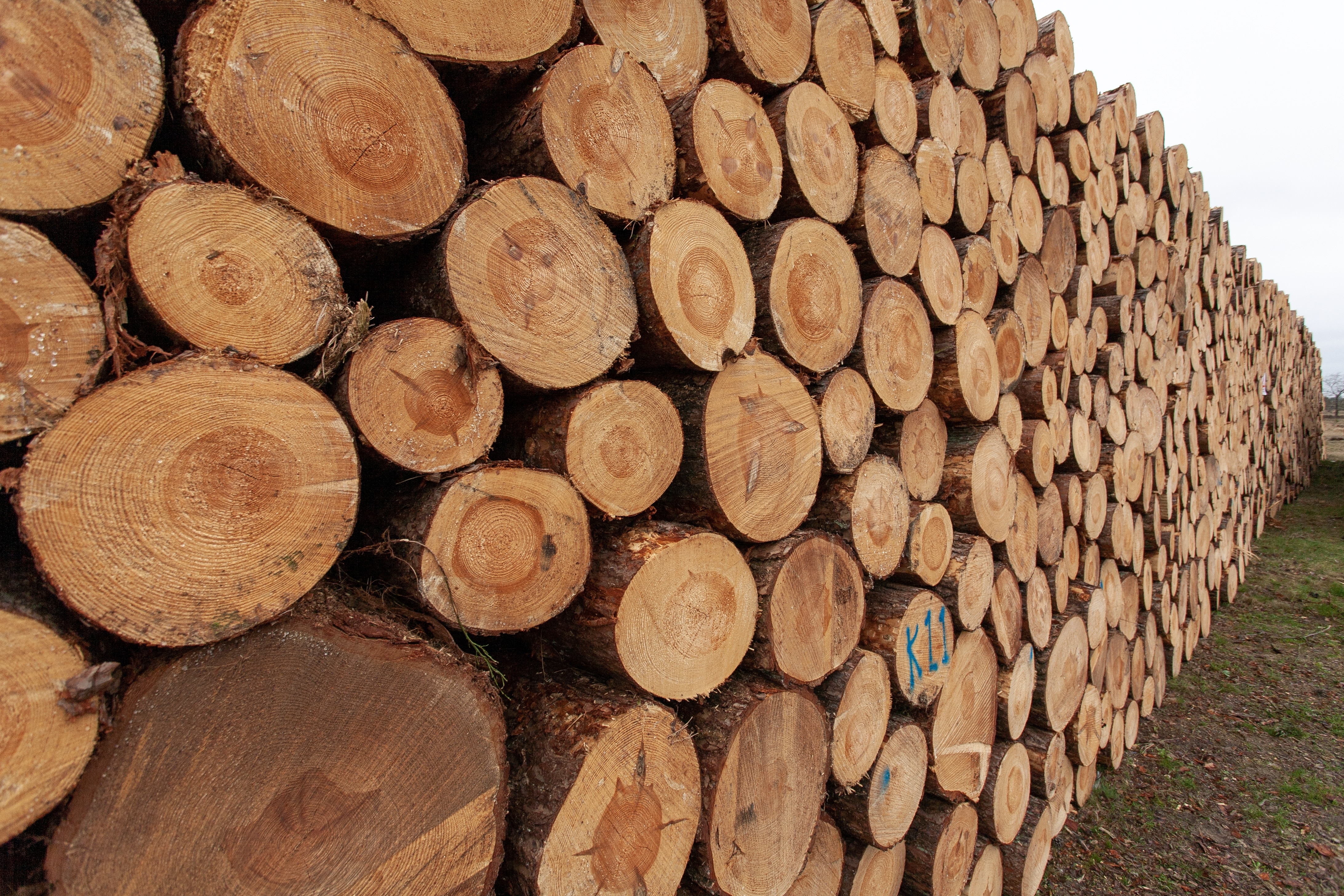 Sawn Wood Market Size and Forecast