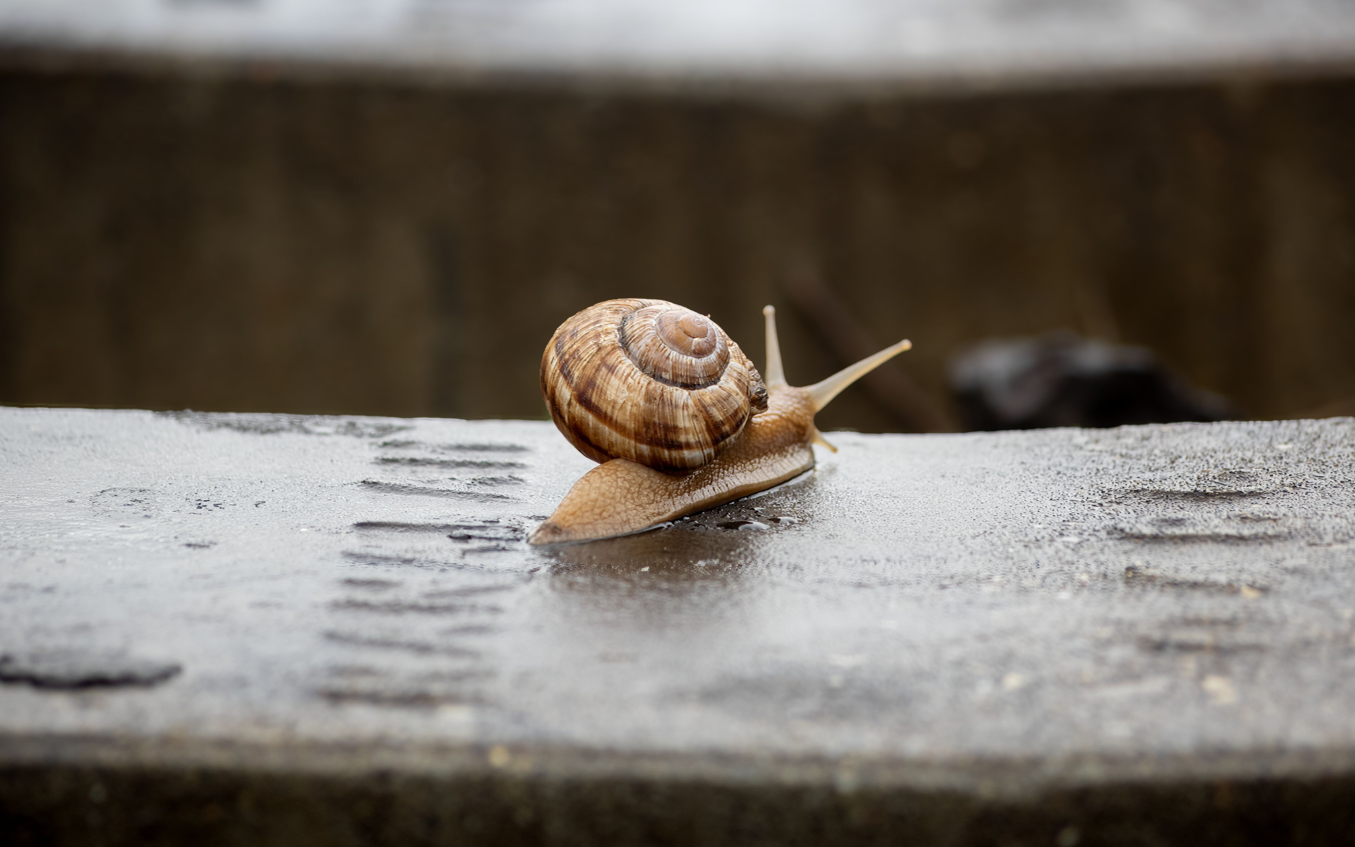 Snail Mucin Market: Nature Meets Skincare