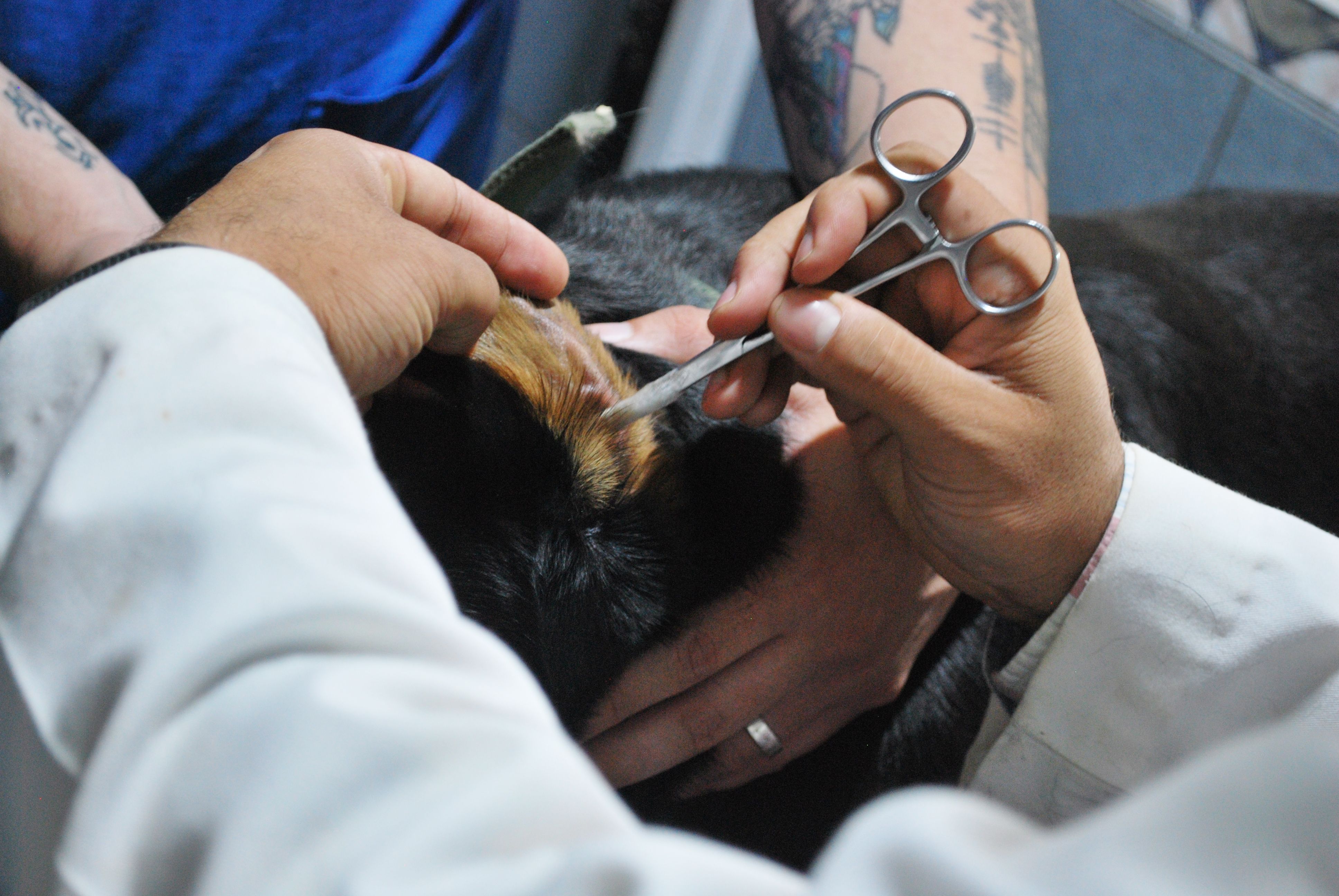 Global Veterinary Anesthesia Market: Industry Analysis and Forecast